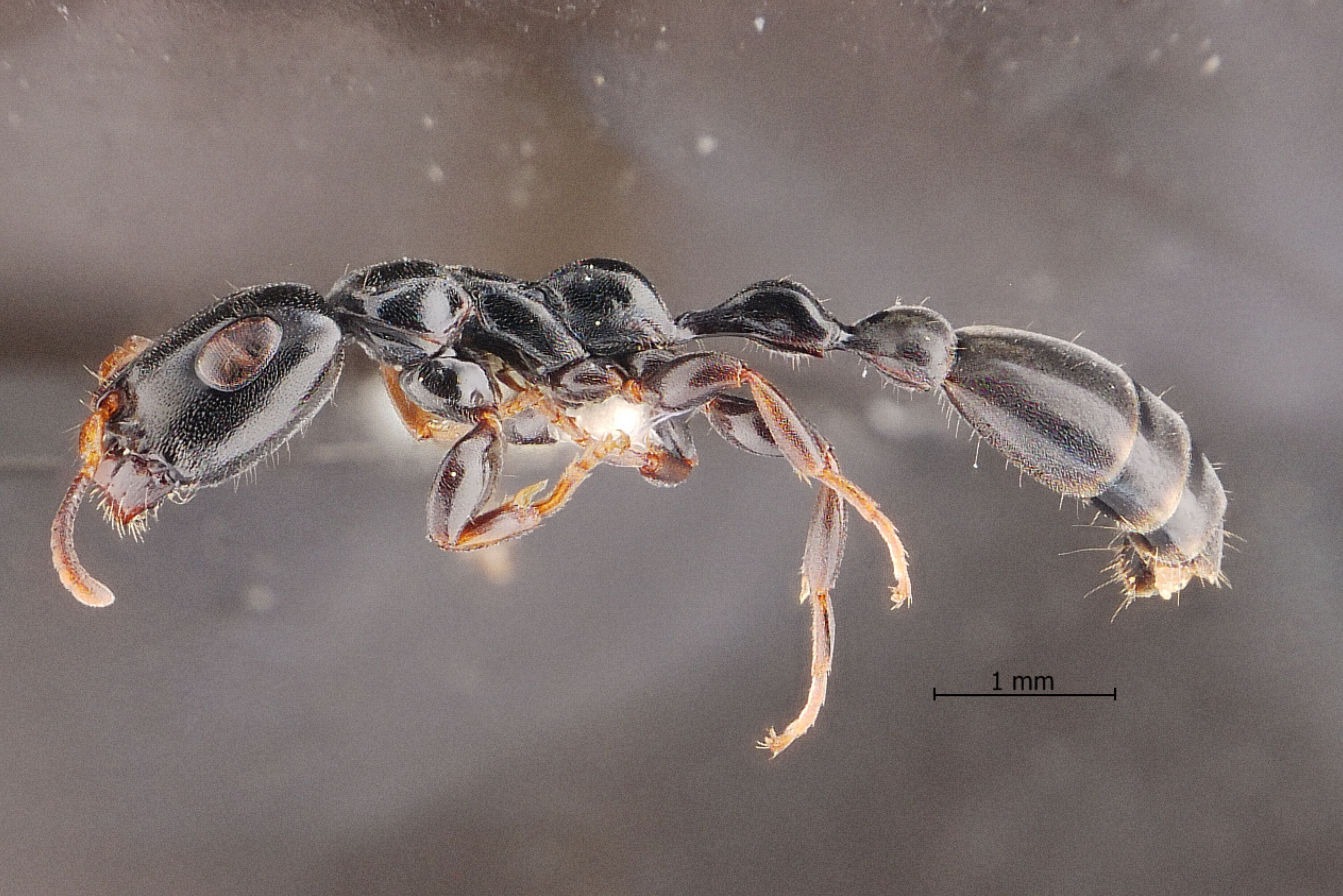 ภาพประกอบข่าว เพื่อให้เห็นถึงลักษณะโครงสร้างของมด