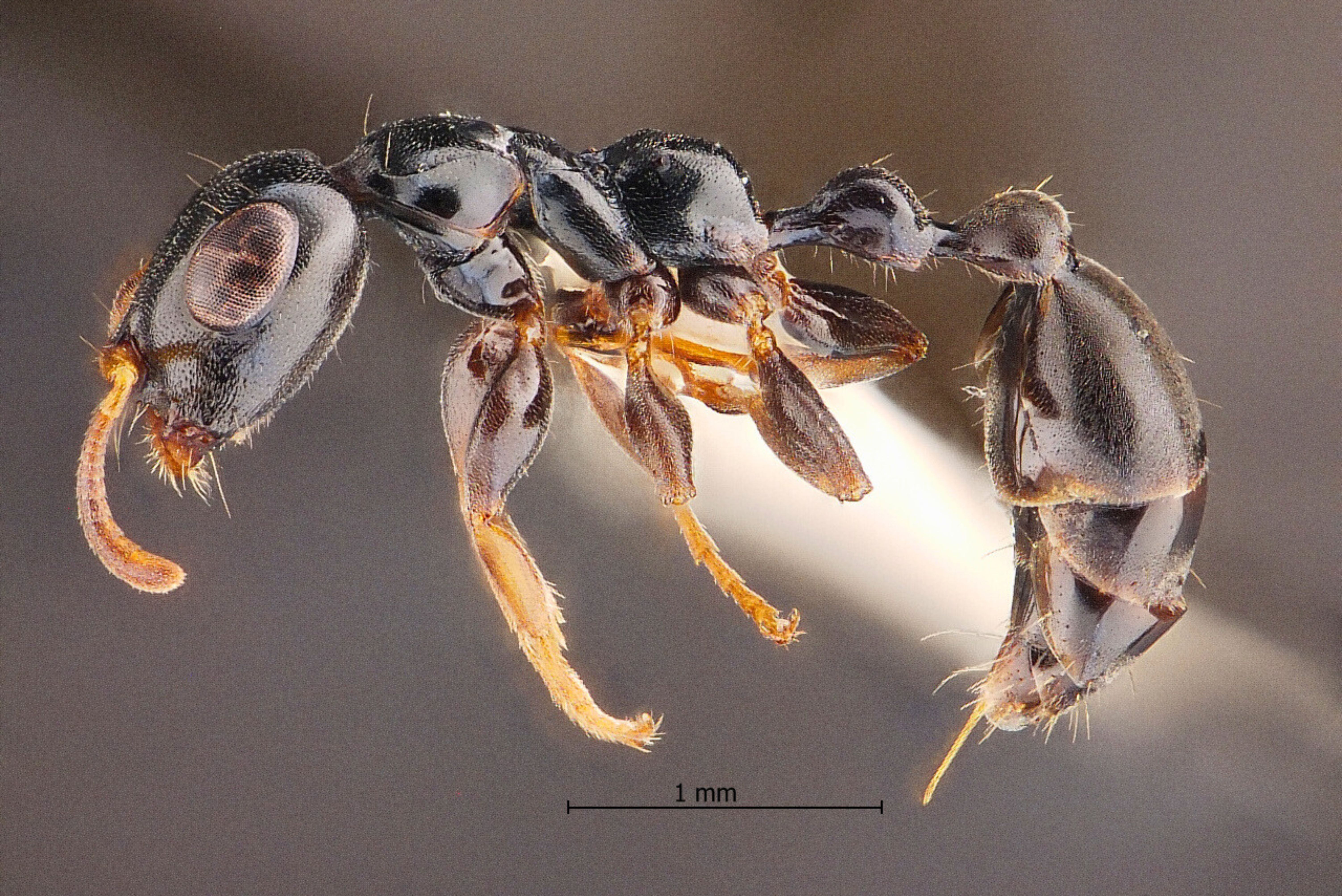 ภาพมดตะนอยเทพรัตน์